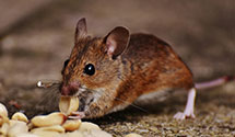 24 Hour & Emergency Exterminators in Bruceton Mills, WV